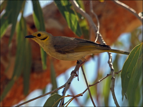 Yellow-tinted Honeyeater ye_tint_honeyeater_80974.jpg