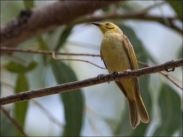 Yellow-tinted Honeyeater ye_tint_honeyeater_93104.psd