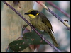 yellowtufthoneyeater_86708