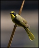 yellowtufthoneyeater_87125