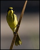 yellowtufthoneyeater_87134
