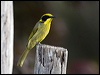 yellowtufthoneyeater_87321