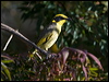 yellowtufthoneyeater_87333