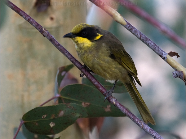 Yellow-tufted Honeyeater yellowtufthoneyeater_86708.psd