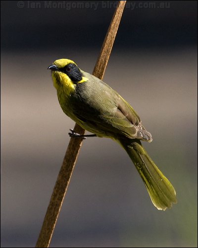 Yellow-tufted Honeyeater yellowtufthoneyeater_87125.psd
