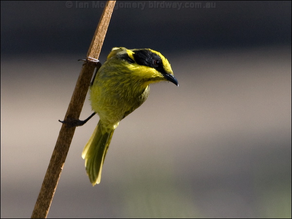 Yellow-tufted Honeyeater yellowtufthoneyeater_87127.psd