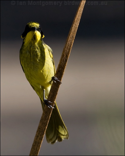 Yellow-tufted Honeyeater yellowtufthoneyeater_87134.psd