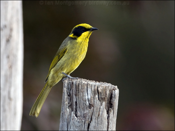 Yellow-tufted Honeyeater yellowtufthoneyeater_87321.psd