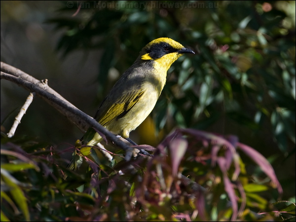 Yellow-tufted Honeyeater yellowtufthoneyeater_87333.psd