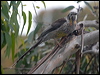 Click here to enter gallery and see photos/pictures/images of gallery and see photos/pictures/images of Yellow Wattlebird