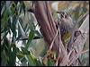 yellow_wattlebird_128177
