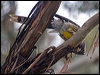 yellow_wattlebird_128181