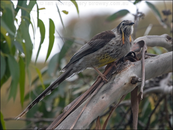 Yellow Wattlebird yellow_wattlebird_128171.psd