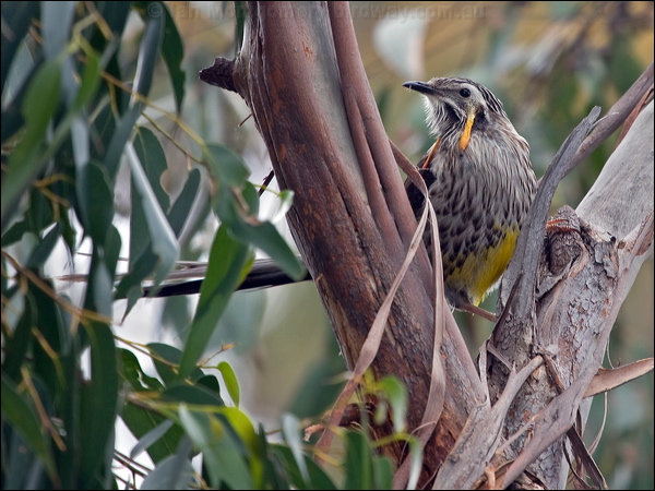 Yellow Wattlebird yellow_wattlebird_128177.psd