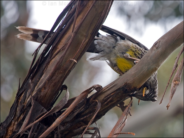 Yellow Wattlebird yellow_wattlebird_128181.psd