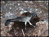 superb_lyrebird_60031