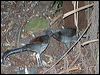 superb_lyrebird_60038