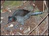 superb_lyrebird_60052