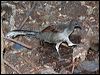superb_lyrebird_60080
