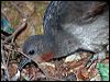superb_lyrebird_60118