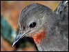 superb_lyrebird_60123
