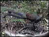 superb_lyrebird_60174