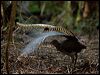 superb_lyrebird_98495