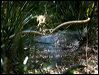 superb_lyrebird_98552