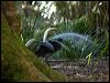 superb_lyrebird_98575