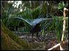 superb_lyrebird_98582