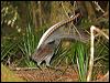 superb_lyrebird_98588