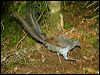 superb_lyrebird_98619