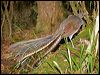 superb_lyrebird_98629