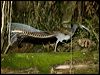 superb_lyrebird_98631