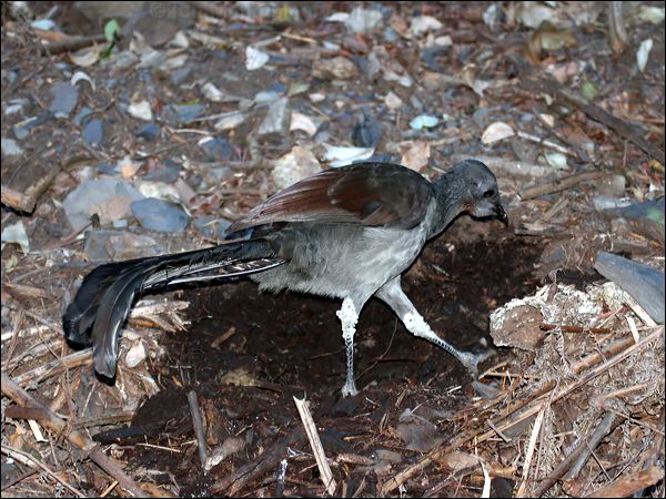 Superb Lyrebird superb_lyrebird_60031.psd