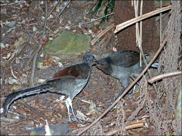 Superb Lyrebird superb_lyrebird_60038.psd
