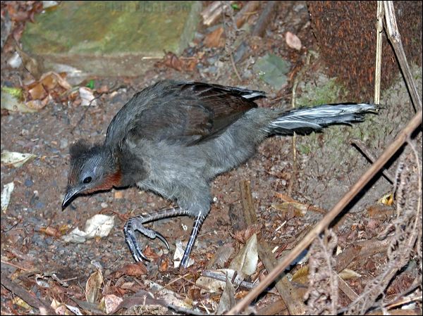 Superb Lyrebird superb_lyrebird_60052.psd