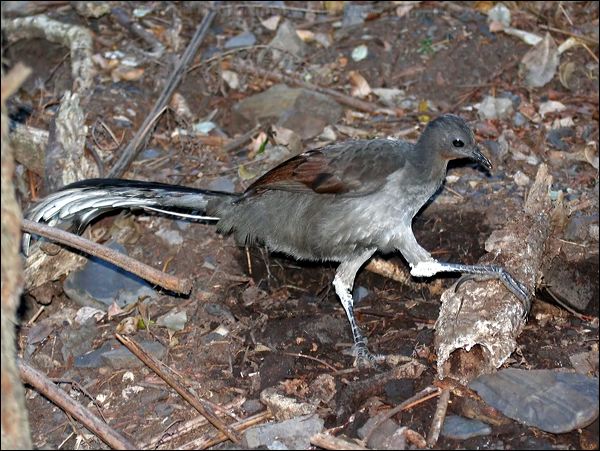 Superb Lyrebird superb_lyrebird_60080.psd