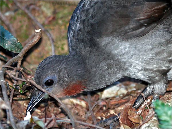 Superb Lyrebird superb_lyrebird_60118.psd