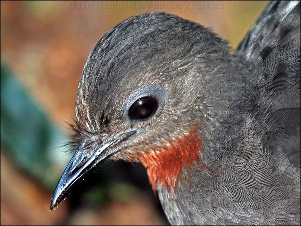 Superb Lyrebird superb_lyrebird_60123.psd