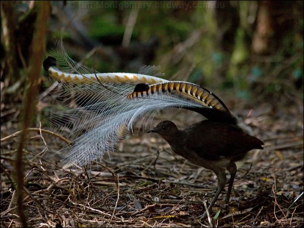 Superb Lyrebird superb_lyrebird_98495.psd