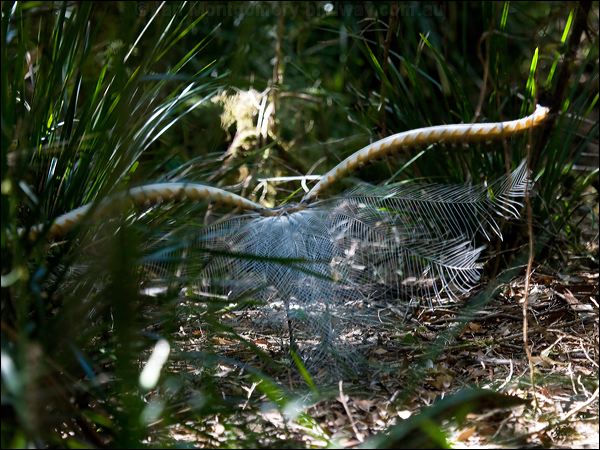Superb Lyrebird superb_lyrebird_98552.psd
