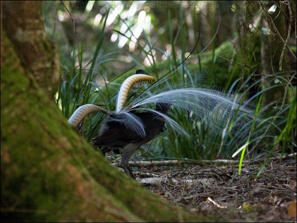 Superb Lyrebird superb_lyrebird_98575.psd
