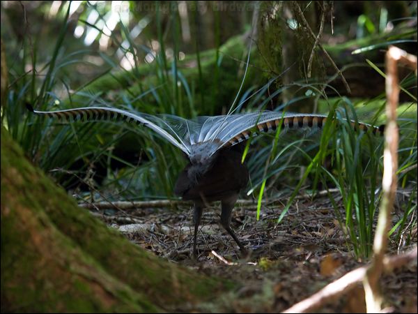 Superb Lyrebird superb_lyrebird_98582.psd