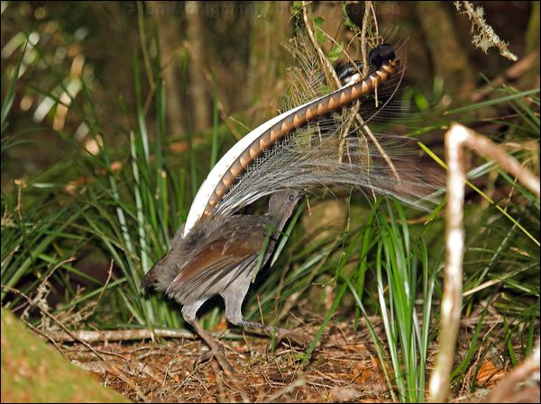Superb Lyrebird superb_lyrebird_98588.psd