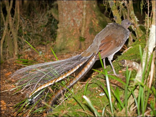 Superb Lyrebird superb_lyrebird_98629.psd