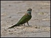 arab_green_beeeater_160300
