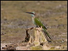 arab_green_beeeater_160313