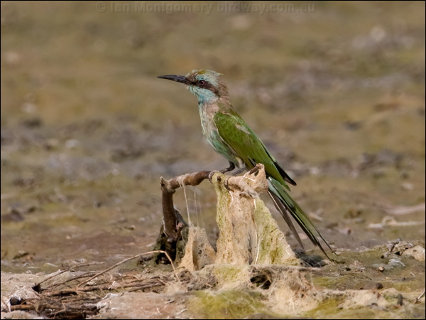 Arabian Green Bee-eater arab_green_beeeater_160313.psd
