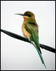 blue_tail_bee_eater_06680